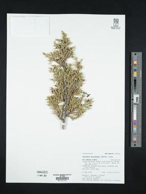 Juniperus monosperma image