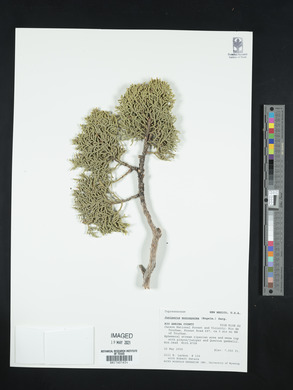 Juniperus monosperma image