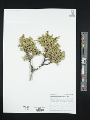 Juniperus monosperma image