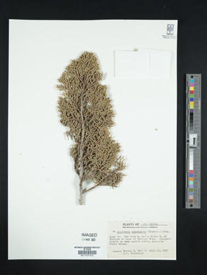 Juniperus monosperma image