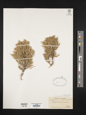 Juniperus occidentalis image