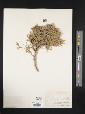 Juniperus occidentalis image