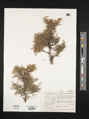 Juniperus occidentalis image