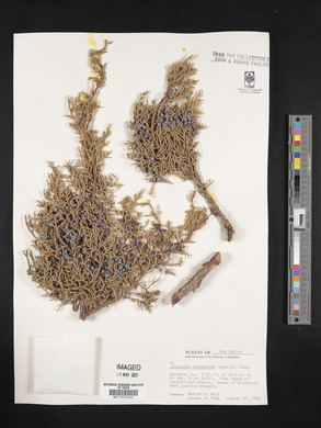 Juniperus monosperma image