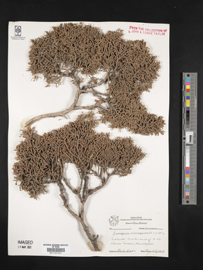 Juniperus monosperma image