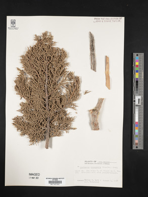 Juniperus monosperma image