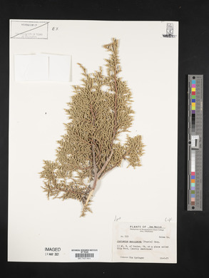 Juniperus monosperma image