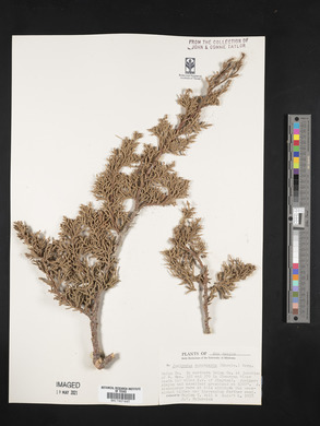 Juniperus monosperma image