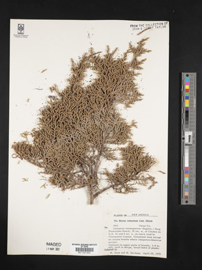 Juniperus monosperma image