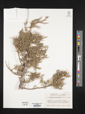 Juniperus osteosperma image