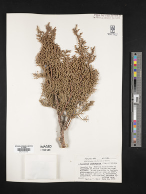 Juniperus osteosperma image