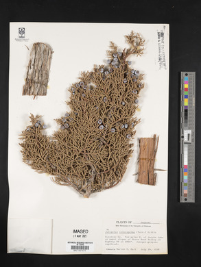 Juniperus osteosperma image