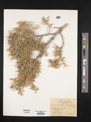 Juniperus osteosperma image