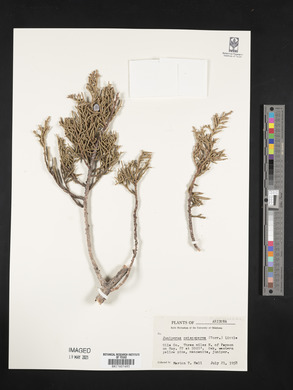 Juniperus osteosperma image