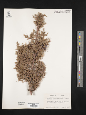 Juniperus osteosperma image