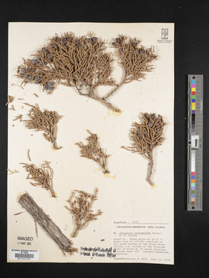 Juniperus osteosperma image