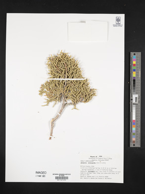 Juniperus osteosperma image