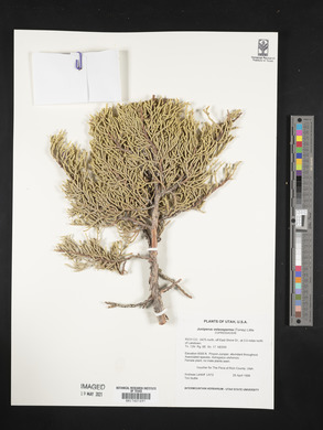 Juniperus osteosperma image