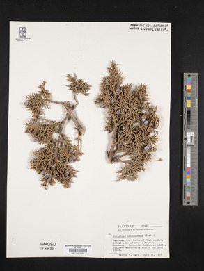 Juniperus osteosperma image