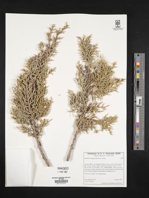 Juniperus osteosperma image