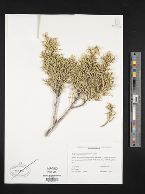 Juniperus osteosperma image