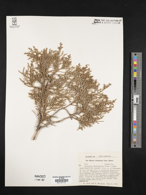 Juniperus osteosperma image