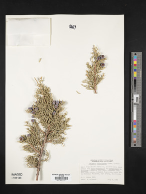 Juniperus osteosperma image