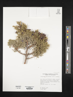 Juniperus osteosperma image