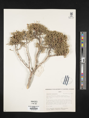 Juniperus osteosperma image