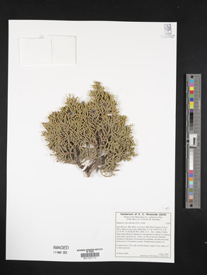 Juniperus osteosperma image