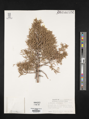 Juniperus osteosperma image