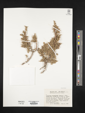 Juniperus monosperma image