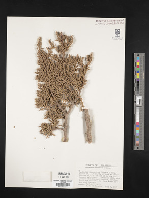 Juniperus monosperma image