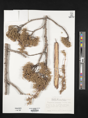 Juniperus monosperma image