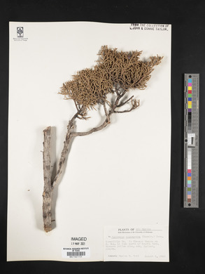 Juniperus monosperma image