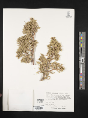 Juniperus monosperma image