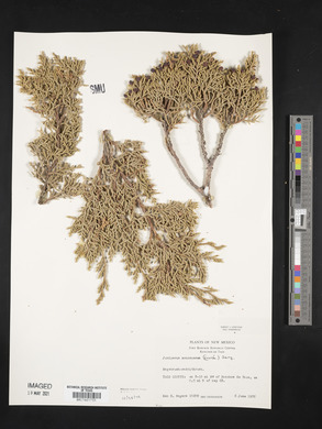 Juniperus monosperma image