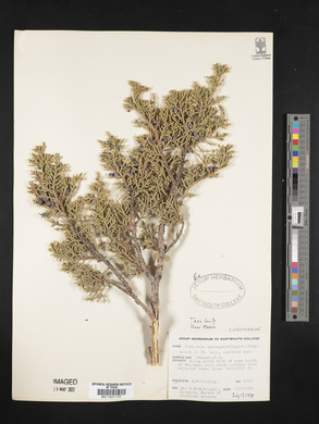 Juniperus monosperma image