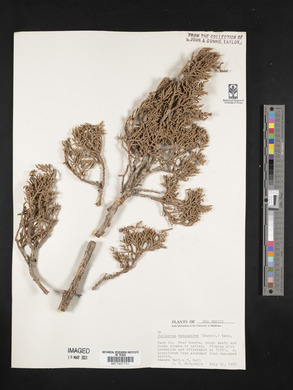 Juniperus monosperma image