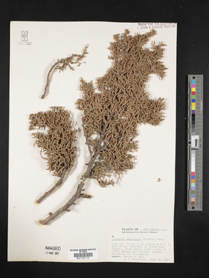 Juniperus monosperma image