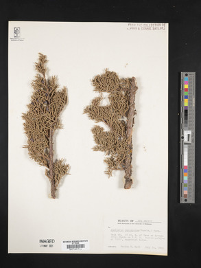 Juniperus monosperma image