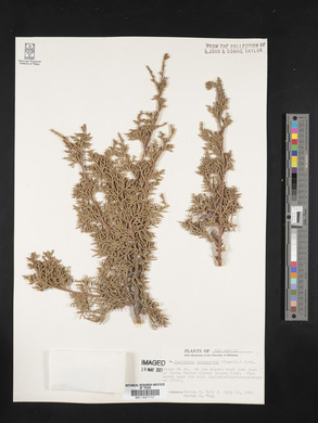 Juniperus monosperma image