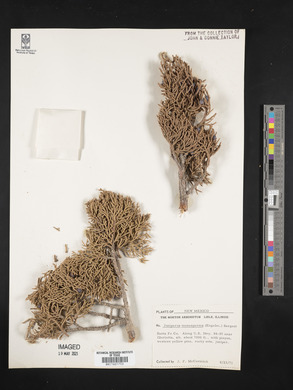 Juniperus monosperma image