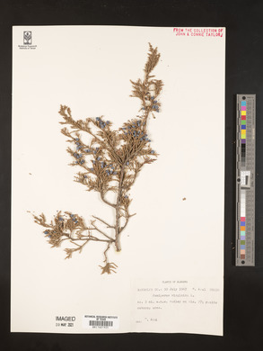 Juniperus chinensis image