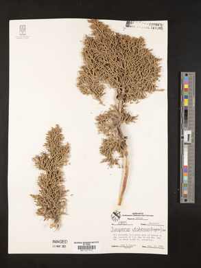 Juniperus osteosperma image