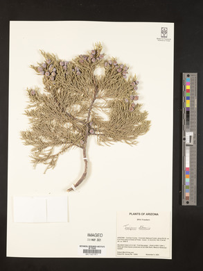 Juniperus osteosperma image