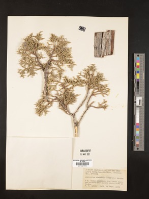 Juniperus osteosperma image
