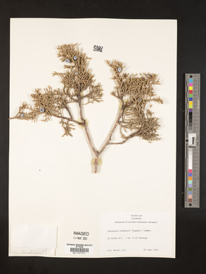 Juniperus osteosperma image