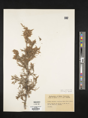 Juniperus virginiana subsp. crebra image