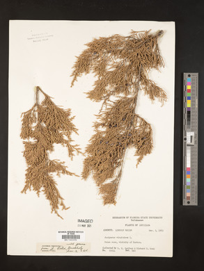 Juniperus ashei image
